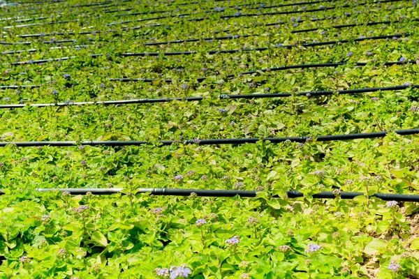 Plantas Verdes Como Una Textura Fondo Naturaleza —  Fotos de Stock