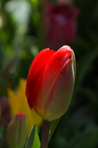 Tulipa Fresca Cor Laranja Natureza Primavera — Fotografia de Stock