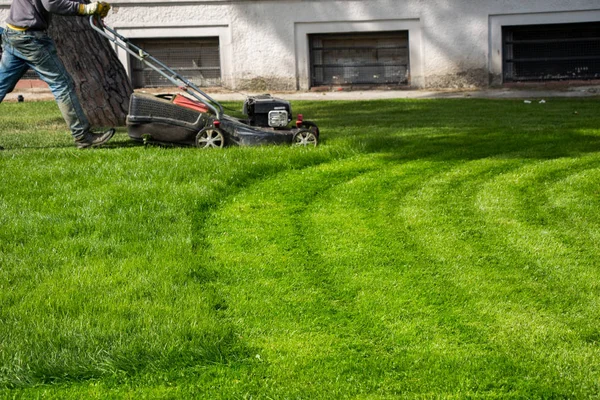 Herbe Verte Pour Une Utilisation Comme Fond Nature Photo De Stock