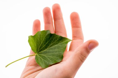 Beyaz arka planda yeşil bir yaprak tutan el.