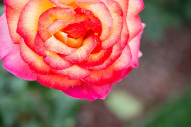 Yakından bakınca güzel taze güller.