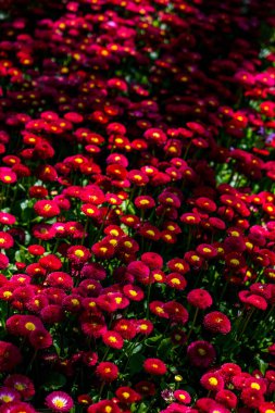 Renkli bir arkaplan olarak açan bahar çiçekleri