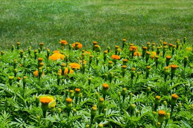 Yaz aylarında güzel çiçeklerle kaplı alan