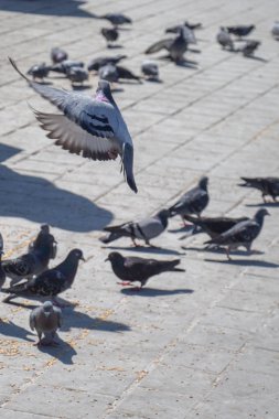 Güvercinler üzerinde bir taş döşeme