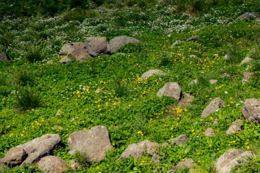 Artvin Dağlık Bölgesi 'nde güzel, renkli, yabani çiçekler açıyor.