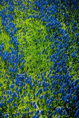 Çiçek açan kır çiçeklerine yakın plan, doğal arka plan.