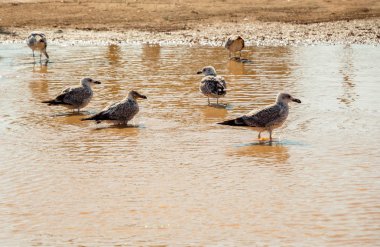 Martılar çamurlu sularda dinleniyor.
