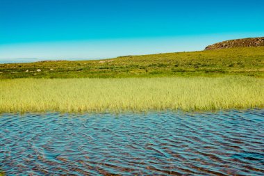 Türkiye 'de Artvin' de dağlık arazide yaban otları