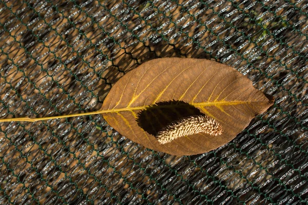 Una Foglia Secca Separata Dei Tempi Autunno — Foto Stock