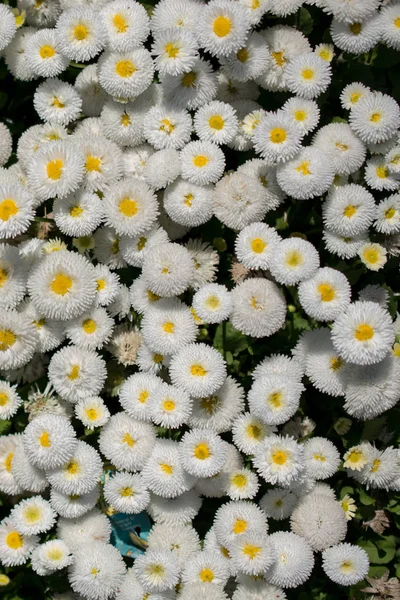 色とりどりの背景として春の花を咲かせます — ストック写真