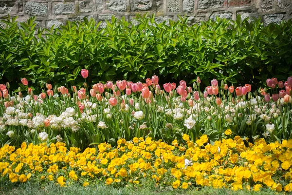 春の庭には色とりどりのチューリップが咲きます — ストック写真