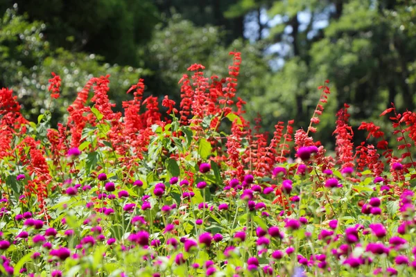 Belles Fleurs Fraîches Dans Nature Fond — Photo