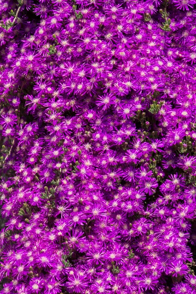 Renkli bir arkaplan olarak açan bahar çiçekleri