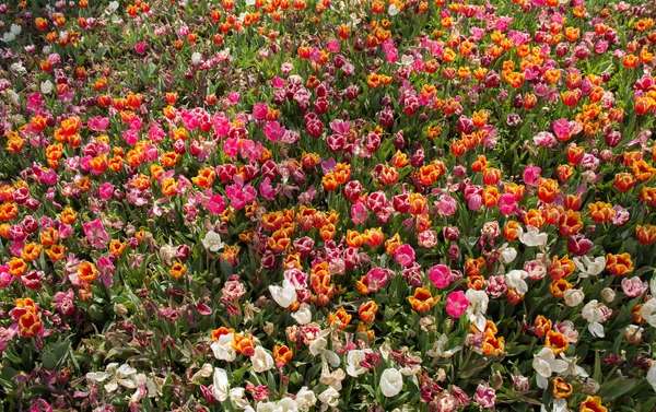 Flores Tulipán Colores Florecientes Jardín Como Fondo Floral — Foto de Stock