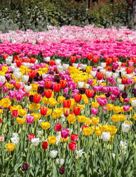 Vari Fiori Tulipano Colore Che Fioriscono Nel Giardino Primaverile — Foto Stock
