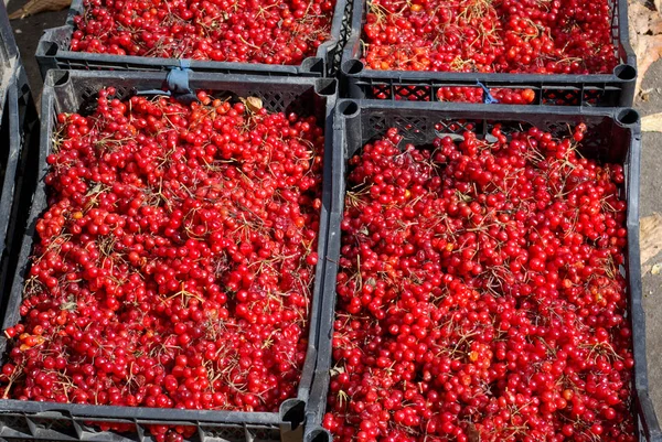 Große Menge Roten Beeren Fällen — Stockfoto