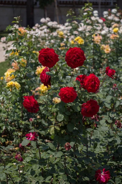 Bahar bahçesinde çiçek açan güzel güller