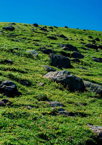 Grama Verde Prado Das Terras Altas Artvin Turquia — Fotografia de Stock