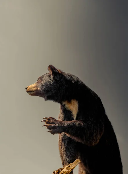 ビューで野生動物としてぬいぐるみの大きな黒いクマ — ストック写真