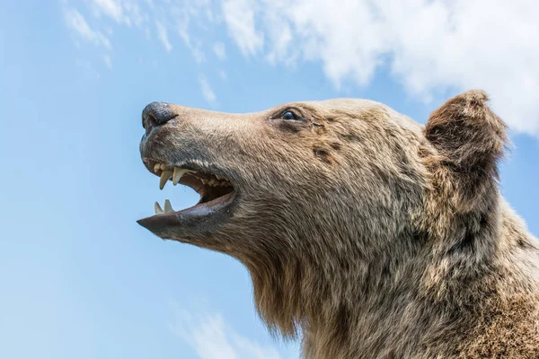 Hlava Vycpaného Velkého Medvěda Hnědého Jako Divoké Zvíře — Stock fotografie