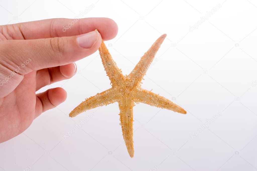 Hand holding a Beautiful orange starfish on a white background