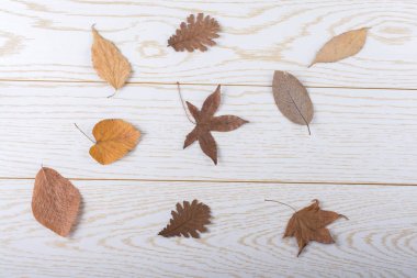 Kuru sonbahar yaprakları bir ahşap panel doku üzerinde yer