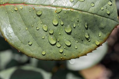 Üzerinde su damlaları olan ayrı bir yeşil yaprak.