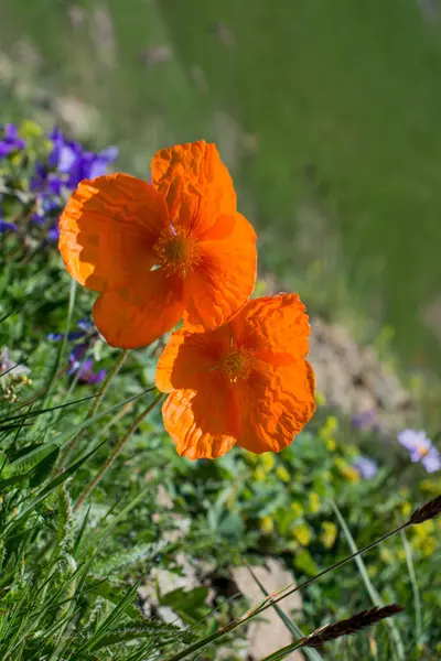 Bei Fiori Papavero Orientale Fondo Alla Natura — Foto Stock