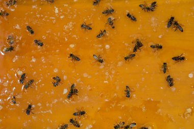 Sıvı halde taze doğal sarı bal.