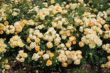 Çiçek arkaplanı gibi güzel renkli güller açıyor.