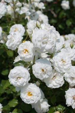 Bahar bahçesinde çiçek açan güzel güller