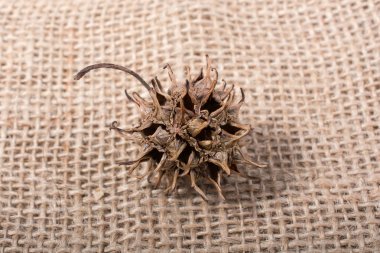 Arkaplanda modül, koni veya kapsül