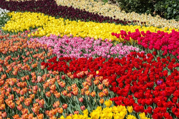 Πολύχρωμα Λουλούδια Τουλίπας Ανθίζουν Στον Κήπο — Φωτογραφία Αρχείου