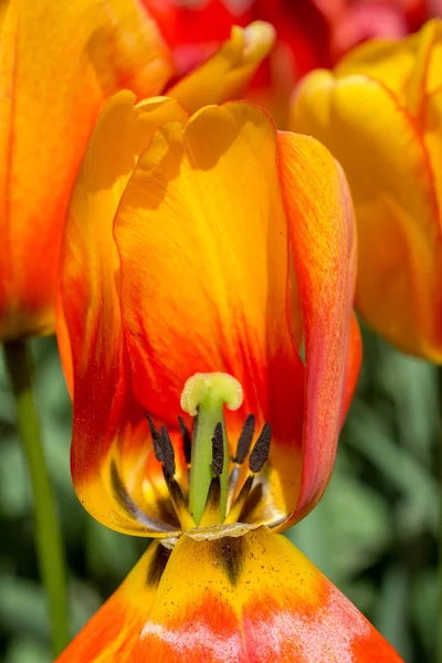 Beautiful tulips flower for postcard beauty concept design