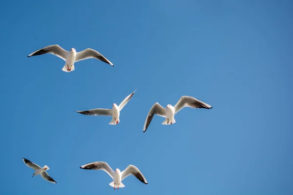 Seagulls Flying Sky Background — Stock Photo, Image