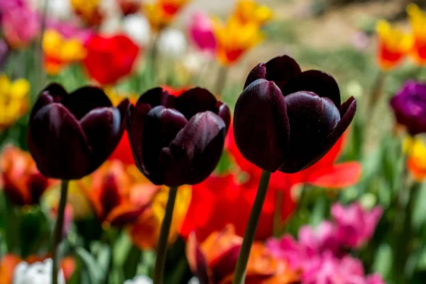 Fleurs Tulipes Colorées Fleurissent Dans Jardin Printemps — Photo