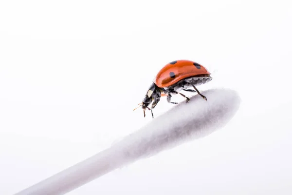 Roter Marienkäfer Auf Einem Ohrenstock — Stockfoto