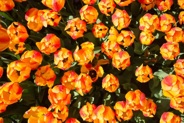 Квітучі Барвисті Квіти Тюльпанів Саду Квітковий Фон — стокове фото