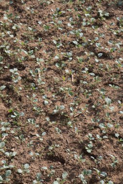 Bahar tarlasında filizlenen tarımsal ekinler