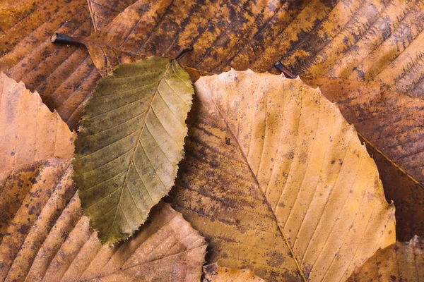 Trockenes Blatt Das Auf Anderen Blättern Als Herbstlicher Hintergrund Herausragt — Stockfoto