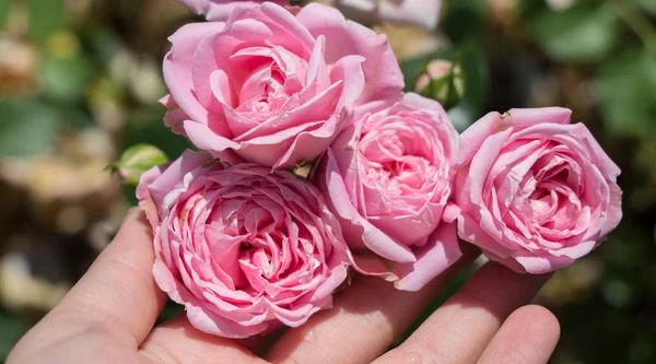 Flores Hermosas Rosas Colores Fondo Del Jardín — Foto de Stock