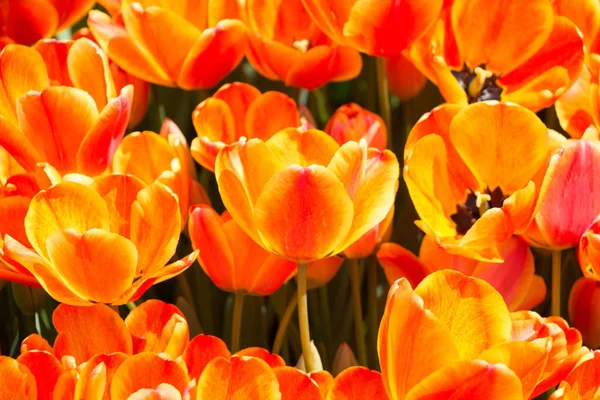 Fleurs Tulipes Colorées Fleurissent Dans Jardin Printemps — Photo