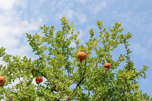Ripe pomegranate on the branch of the pomegranate tree