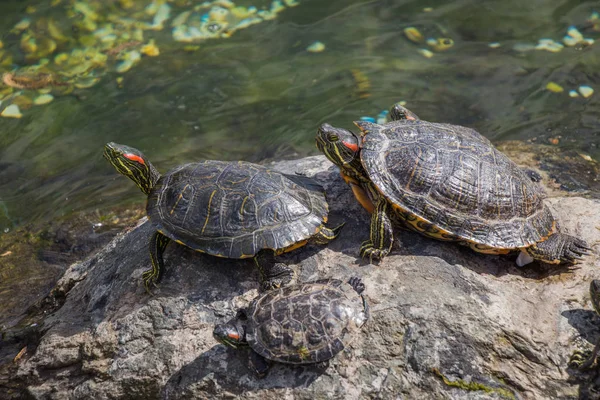 Tartarugas Solitárias Encontradas Junto Lago — Fotografia de Stock