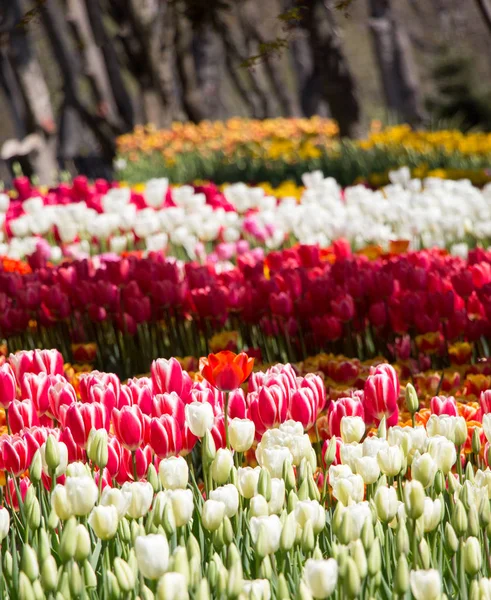 Tulpenblumen Blühen Frühling — Stockfoto