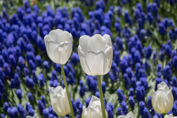 Tulipan Kwiaty Kwitnące Sezonie Wiosennym — Zdjęcie stockowe