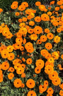 Renkli bir arkaplan olarak açan bahar çiçekleri