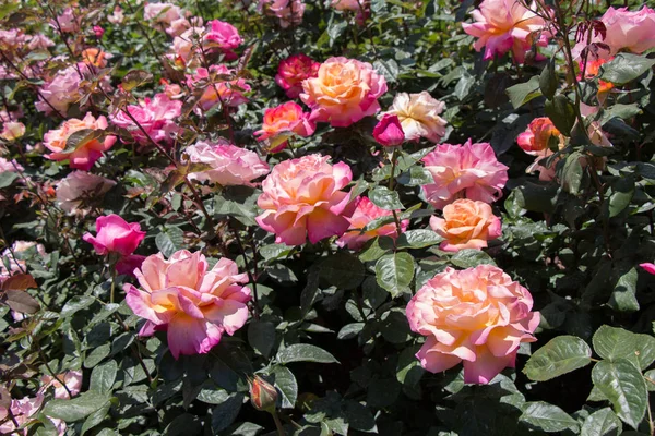 Schöne Bunte Rose Hintergrund — Stockfoto