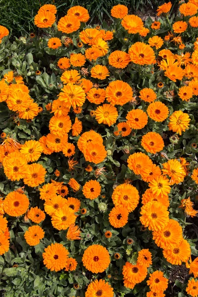 Renkli bir arkaplan olarak açan bahar çiçekleri