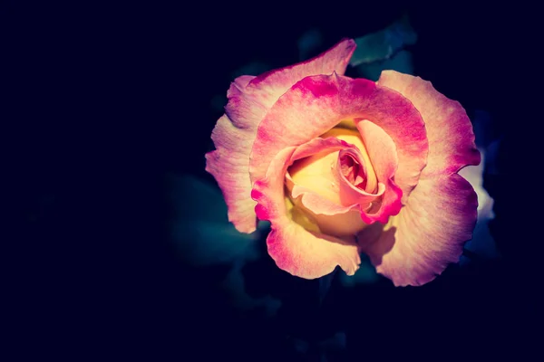 Όμορφο Πολύχρωμο Τριαντάφυλλο Λουλούδι Στον Κήπο Φόντο — Φωτογραφία Αρχείου